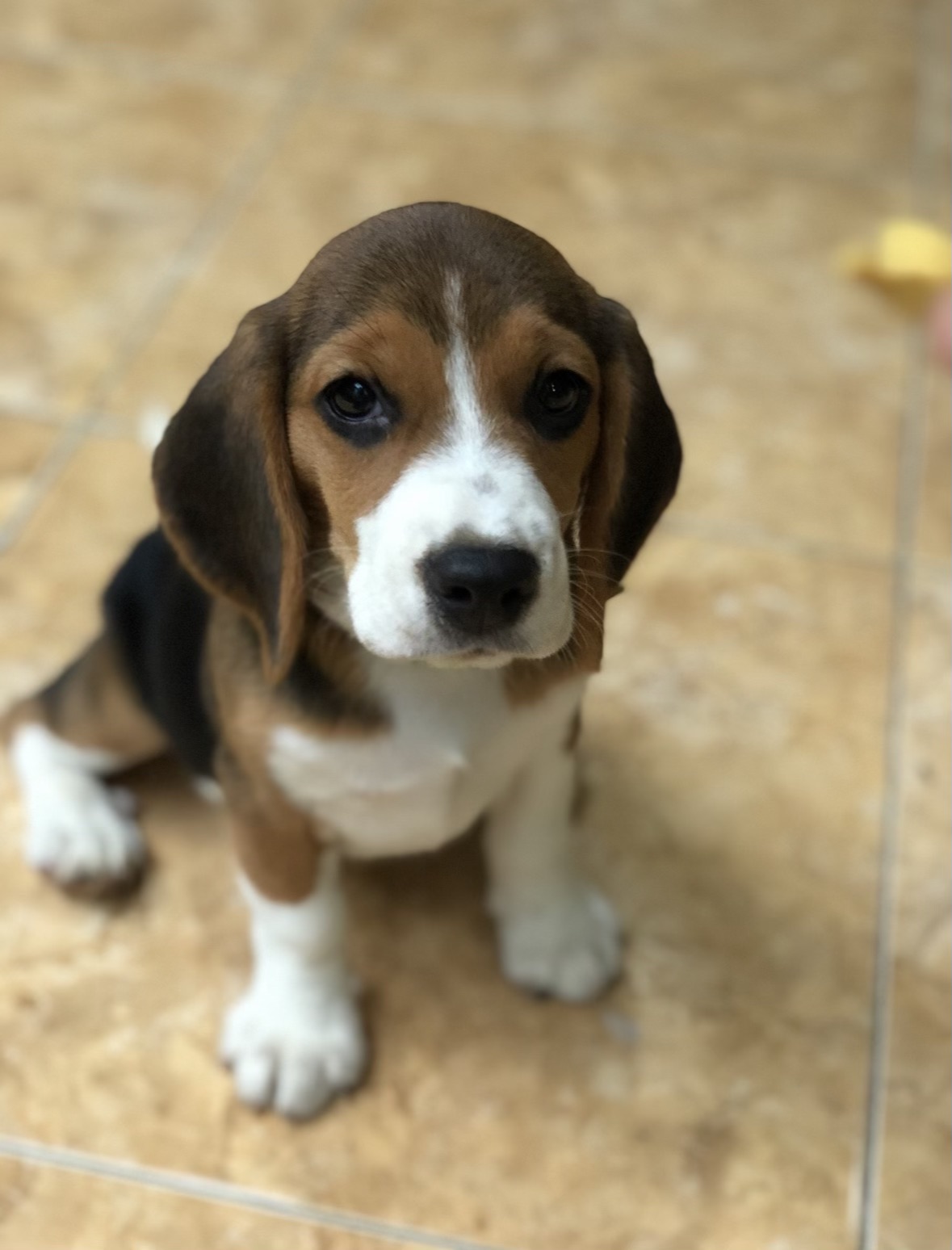 Molly waiting for a treat